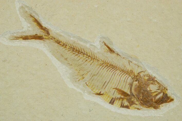 Detailed Fossil Fish (Diplomystus) - Wyoming #373802